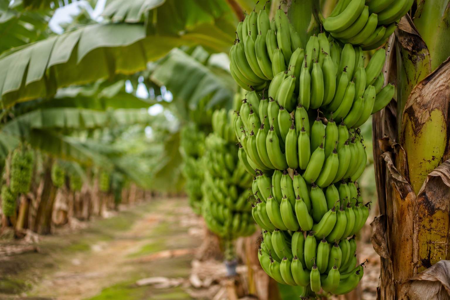 Green banana powder